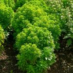 Aromatiques - Basilic Pistou - Graines d'Exception - face recto